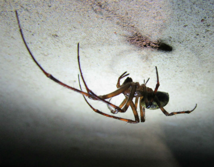 Cave Orb Weaver